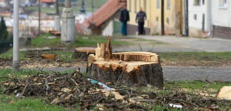 Z Beclavsk ulice ve Valticch zmizely vzrostl stromy, jet letos se tam maj vysadit nov