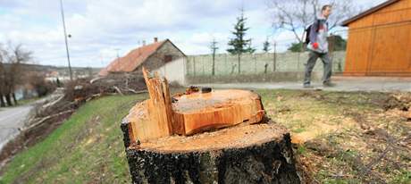 Z Beclavské ulice ve Valticích zmizely vzrostlé stromy, jet letos se tam mají vysadit nové
