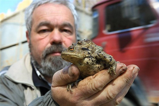 Zoolog Miroslav Kovaík pi sbírání a penáení ropuch na silnici Adamov-Jedovnice.