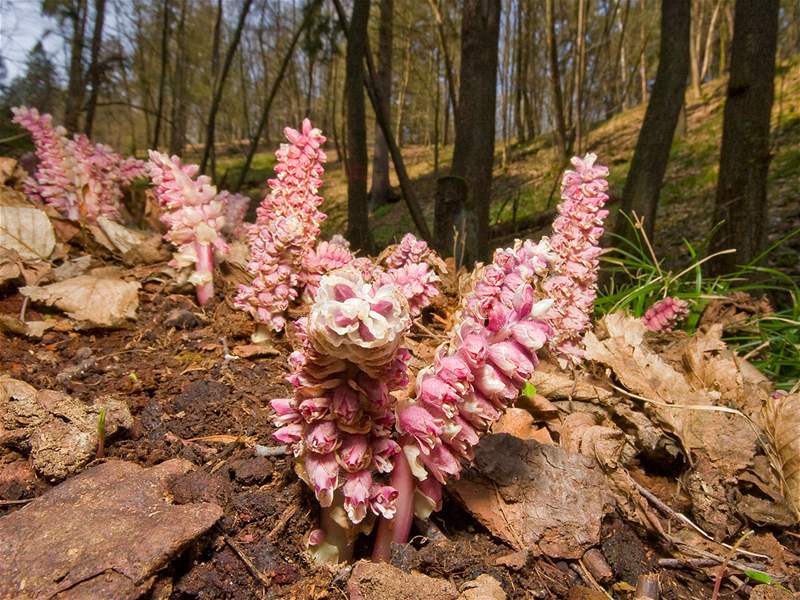 Fotogalerie: Podbílek šupinatý (Lathraea squamaria)
