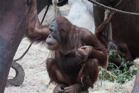 Devtilet Pagy, orangutan sumatersk. 