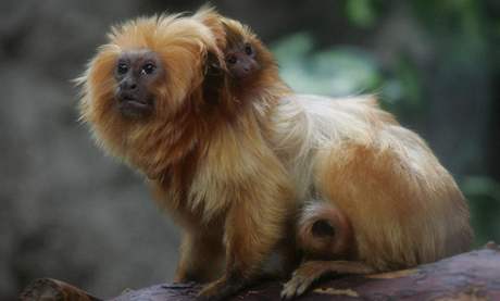 Olomoucká zoo odchovala dv mláata vzácných lvík zlatých