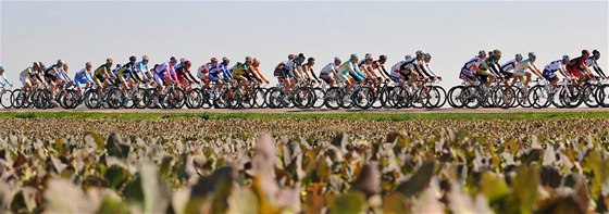 Peloton cyklist projídí kolem pole poblí msta Meerssen na trati závodu Amstel Gold Race.