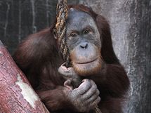 Desetilet Filip je star z mlat orangutan sumaterskch. 