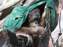 Desetilet Filip je star z mlat orangutan sumaterskch. 