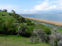 Ostrov Agios Achilleos v Malm Prespanskm jezee (Prespansk jezero) 