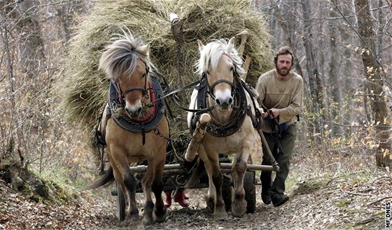 Novokolonizátoru Pavlu Stelci s hospodástvím místo traktoru pomáhá dvojice fjordských koní Ula a Orbit