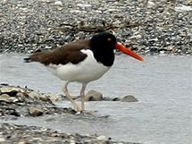 Pobe Louisiany je oznaovno za kolbku kehkho ekosystmu. ije zde mnoho druh vodnch ptk. Na snmku pobe souostrov Chandeleur (27. dubna 2010)