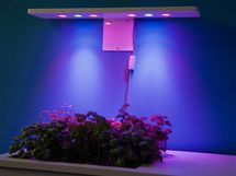Bylinky jsou nasvcen LED diodami, kter mn svou barvu a podporuj rst rostlin