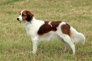 Kooikerhondje