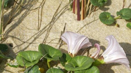 Svlaec rolní (Convolvulus arvensis)