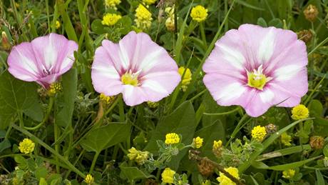 Svlaec rolní (Convolvulus arvensis)