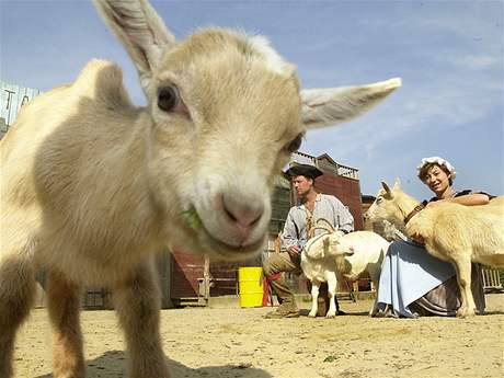Za pjení kozy zaplatíte v Boskovicích 30 korun.