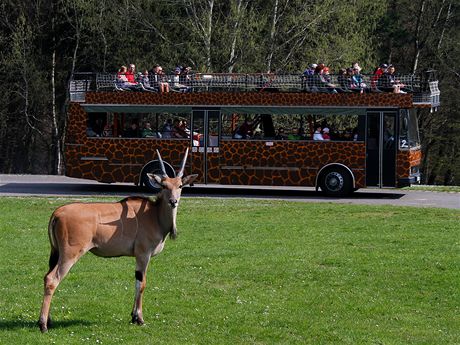 Antilopa los v safari