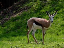 Antilopa skkav v letnm vbhu