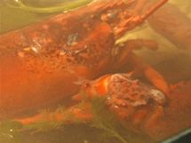 Humr se v zeleninovém a bylinkovém vývaru uvaří maximálně za deset minut. Humr se v zeleninovém a bylinkovém vývaru uvaří maximálně za deset minut.