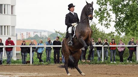 Ukázky výcviku koní ve venkovní jízdárn na Veterin, na snímku Filip Kolo s konm Bon Voyage.