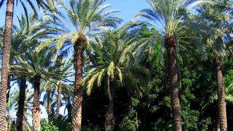 Elche, Parc Municipal