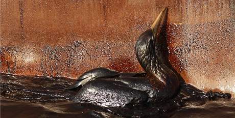 Ropou obalen ptk zpas s mazlavou ltkou u zdi jednoho z plavidel pobl znien ploiny Deepwater Horizon, z jejho vrtu unik do moe ropa (9. kvtna 2010)