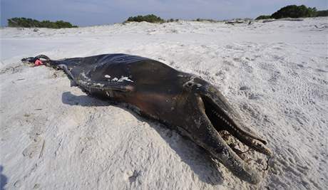 Mrtv delfn na pli Hornova ostrova v Mexickm zlivu. øady tvrd, e od 2. kvìtna naly na pl podl zlivu nejmnì est mrtvch delfnù. Nejsou si ale jist, zda zvøata uhynula kvùli ropn skvrnì. (11. kvìtna 2010)