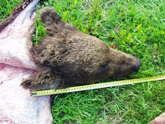 Dv medvdí ke s hlavou a dva kusy masa z medvda hndého zadreli celníci na bývalém hraniním pechodu Beclav -dálnice