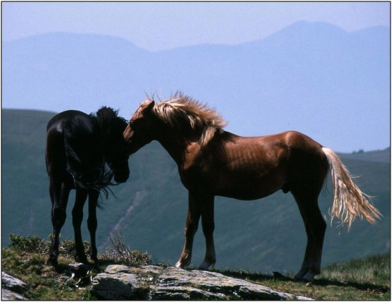 Rumunsko, Maramure, polodivocí kon