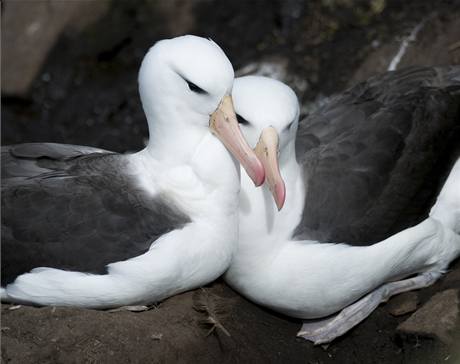Pry spolen hnzdcch samic albatros nejsou nim vjimenm. 
