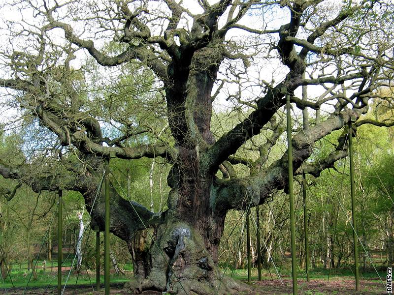 Velká Británie, nejstarí dub v Sherwoodském lese, kde se prý ukrýval Robin Hood