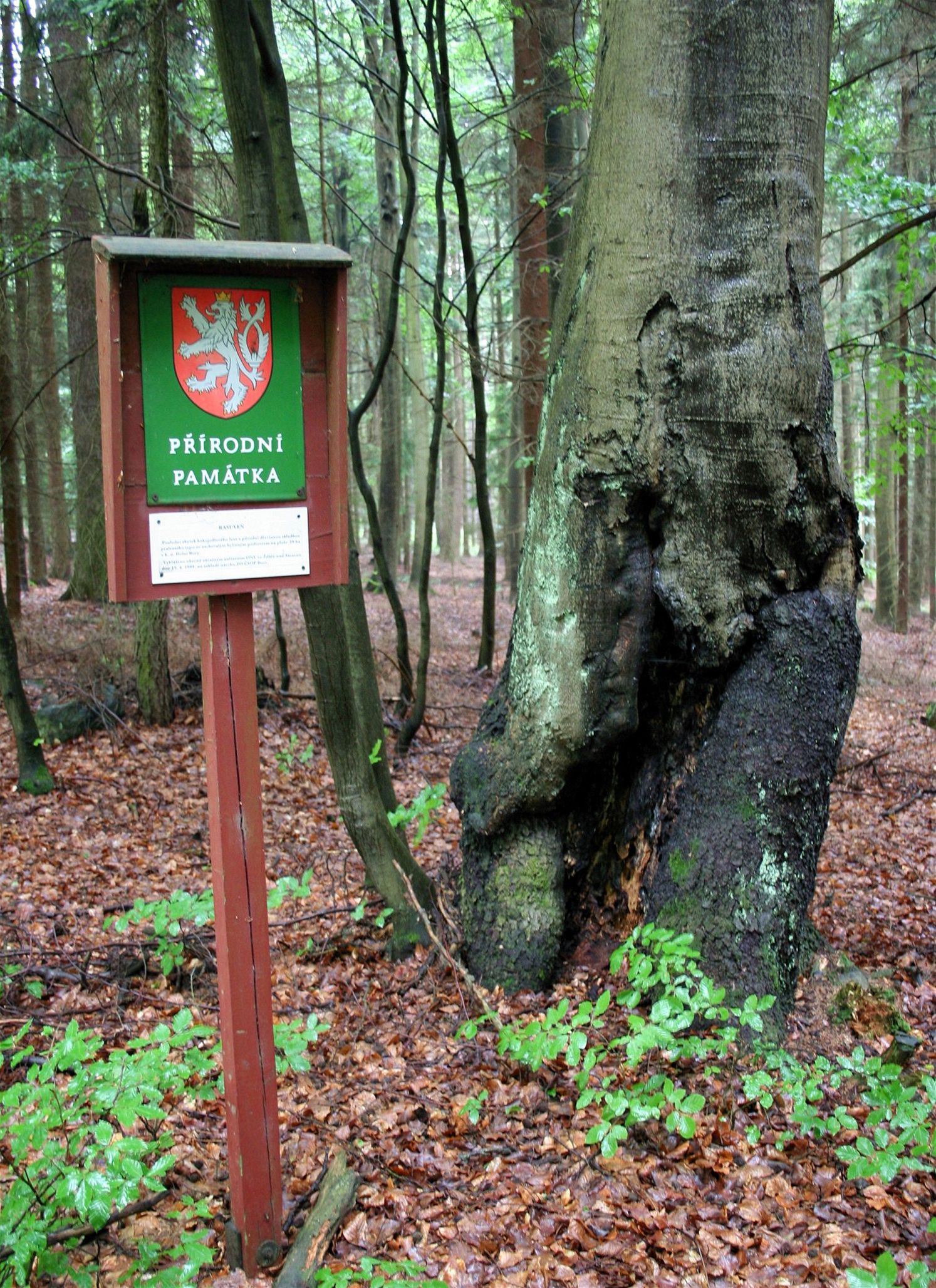 Rasuve  tko nalezitelná v terénu, avak staleté buky ji jednoznan prozradí