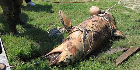 Ropou pokryt mrtv delfn na behu Louisiany 23. kvtna 2010