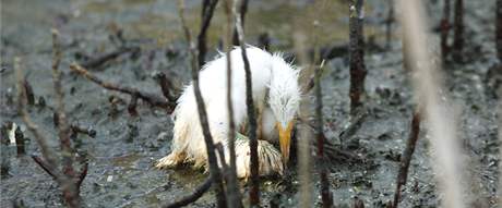 Mlád volavky umírá v ropou pokryté Baratarijské zátoce u pobeí Louisiany. (24. kvtna 2010)