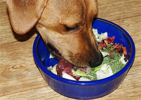 Pes stravovaný podle krmné metody BARF dostává syrové kosti a maso, zeleninu, ovoce a vitaminové doplky. 