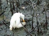 Mld volavky umr v ropou zamoenm pobe v Barataria Bay v USA (23. kvtna 2010) 