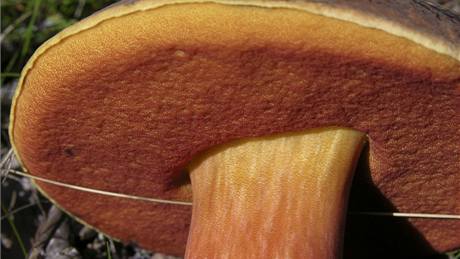 Hřib kovář (Boletus luridiformis). Hřib kovář (Boletus luridiformis).