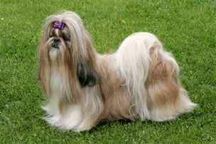 Shih-tzu