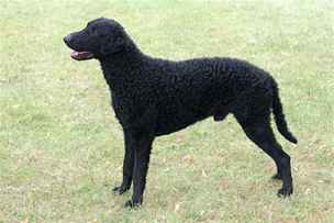 Curly coated retriever