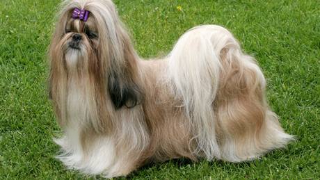 Shih-tzu