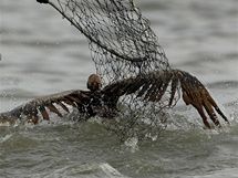 Zchrani lov ropou obalenho pelikna v louisiansk ztoce Barataria  (4. ervna 2010)