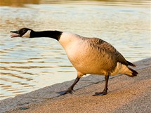 Nejen v mokadnm centru, ale tak v londnskch parcch mete pozorovat berneku velkou (Branta canadensis), nkdy t nazvanou husa kanadsk.