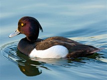 Londn, Wetland Centre. Samec polka chocholaky (Aythya fuligula) ve svatebnm atu je uhlov ern s blmi boky a tmavm hbetem, v tle m splvavou chocholku.