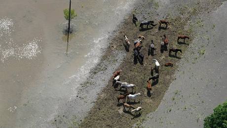 Stádo koní u Janohradu nedaleko Lednice (4. ervna 2010)