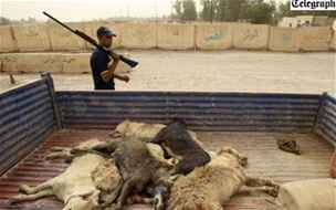 V Bagdádu zaal velký hon na divoké psy