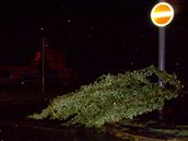 V brnnskch idenicch na rohu ulic malov a Slevask vtr vyvrtil nkolik mladch stromk (12. erven 2010)