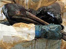 Pracovnci zchranho centra v Burasu oiuj pelikna pokrytho ropou.