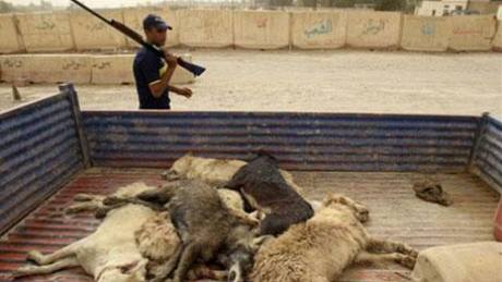 V Bagdádu zaal velký hon na divoké psy