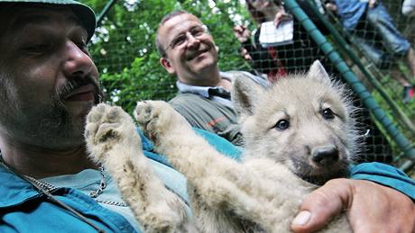 Deset arktických vlat okovali chovatelé v brnnské zoologické zahrad