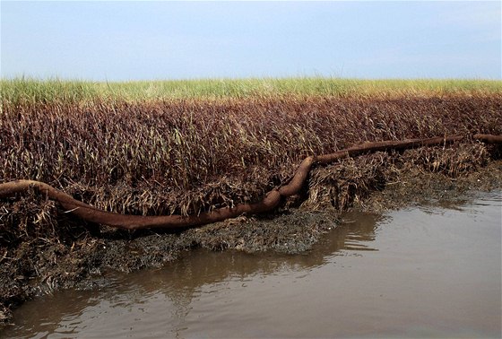 Louisianské mokady poté, co je zasáhla ropná skvrna (19. ervna 2010)