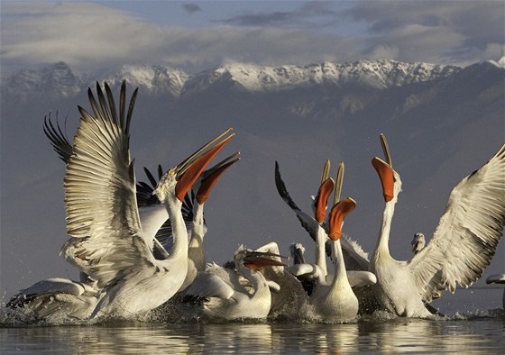 Z výstavy Wild Wonders of Europe - Jari Peltomaki