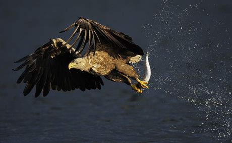 Z vstavy Wild Wonders of Europe - Staffan Windstrand