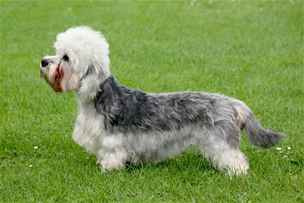 Dandie Dinmont teriér